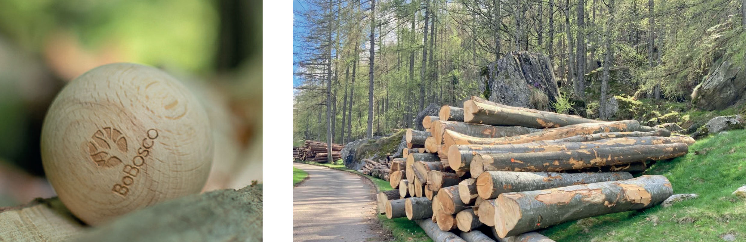 Legno verzaschese per le bocce di BoBosco?